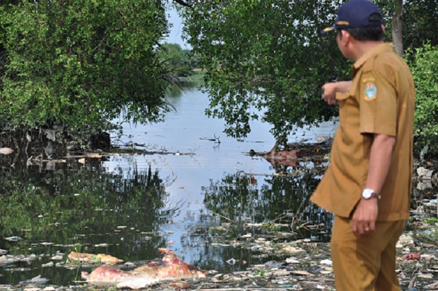 Gawat, Ratusan Bangkai Babi Dibuang Sembarang ke Danau Siombak Medan
