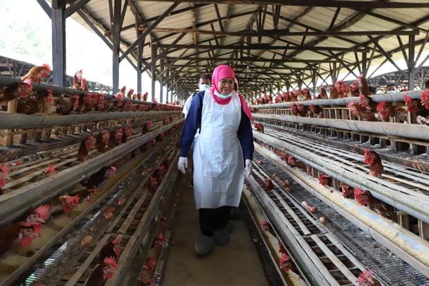 Khofifah Pastikan Telur dari Jatim Sehat dan Tidak Mengandung Racun