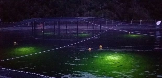Lampu Signify Ternyata Bermanfaat bagi Peternak Budi Daya Ikan