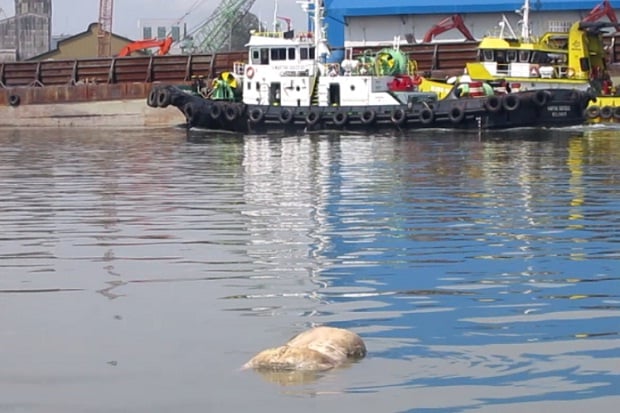 Bangkai Babi Hanyut hingga Perairan Pelabuhan Belawan