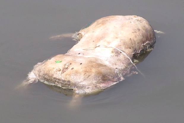 Bangkai Babi Hanyut hingga Perairan Pelabuhan Belawan