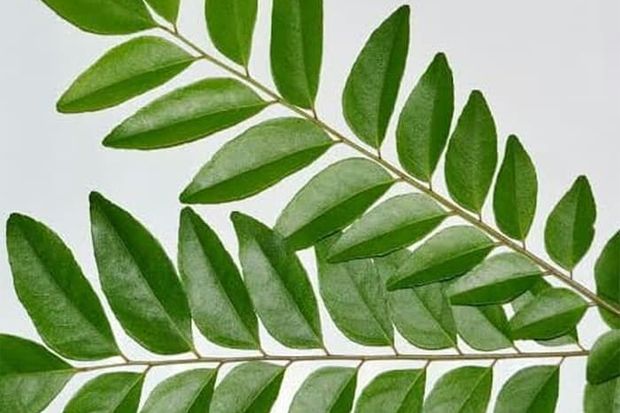 Mengenal Dedaunan Aromatik pada Masakan