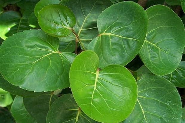 Mengenal Dedaunan Aromatik pada Masakan