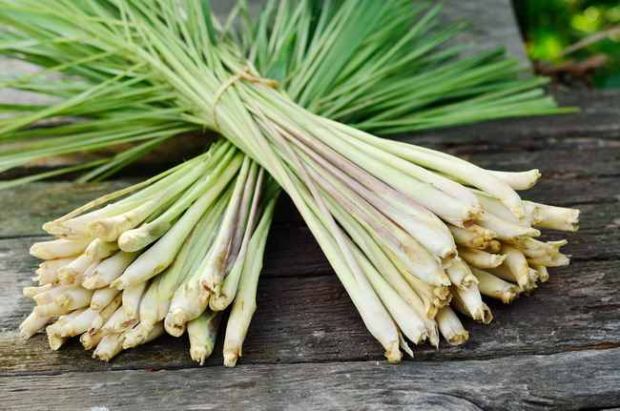 Mengenal Dedaunan Aromatik pada Masakan