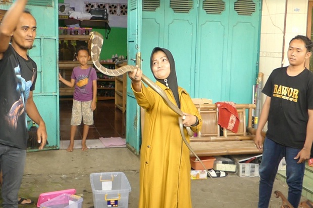 Bernyali Tinggi, Perempuan asal Purwokerto Taklukkan Keganasan King Kobra