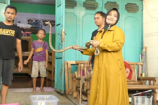 Bernyali Tinggi, Perempuan asal Purwokerto Taklukkan Keganasan King Kobra