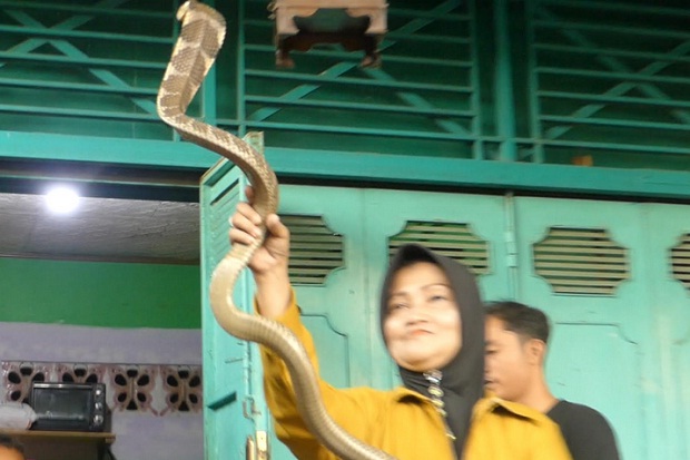 Bernyali Tinggi, Perempuan asal Purwokerto Taklukkan Keganasan King Kobra