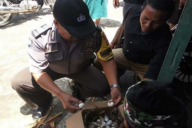 Teror Ular Kobra, Induk dengan 44 Telur Ditemukan Lagi di Tabanan Bali