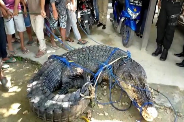 Buaya Raksasa Pemangsa Manusia Jadi Objek Foto Warga