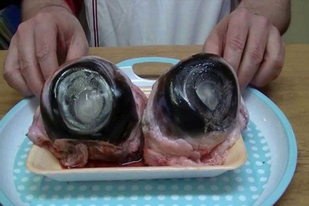 Selain Sup Kelelawar Wuhan, Ini 10 Makanan Ekstrem di Dunia