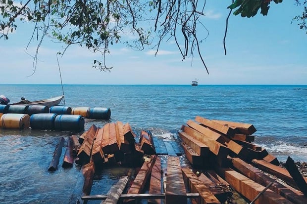Pembalakan Liar Kayu Merbau di Hutan Raja Ampat Dibongkar