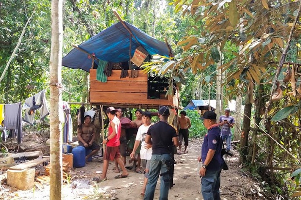 Pembalakan Liar Kayu Merbau di Hutan Raja Ampat Dibongkar