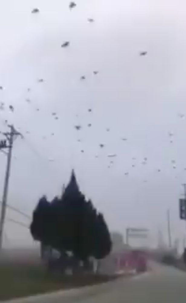 Fenomena Alam, Ribuan Burung Gagak Beterbangan di Kota Wuhan