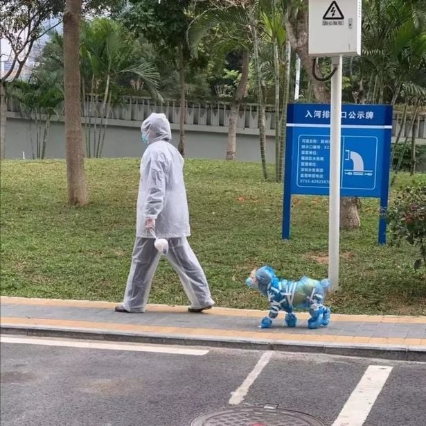 Corona Menyerang Hewan, Kucing dan Anjing di China Pakai Masker