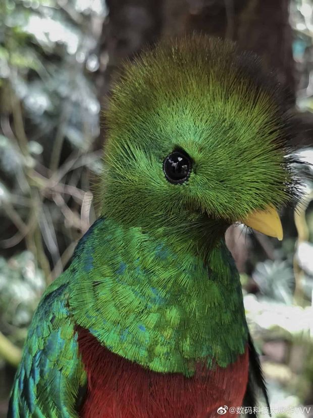Beredar Foto Pertama yang Dijepret dengan Kamera Huawei P40