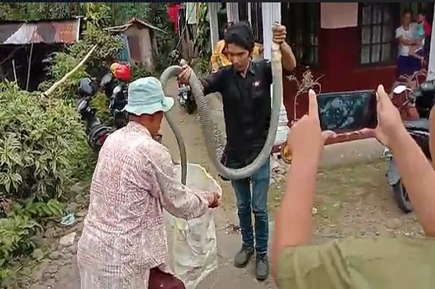 King Kobra Sepanjang 3 Meter Bersama 47 Telurnya Diamankan Warga
