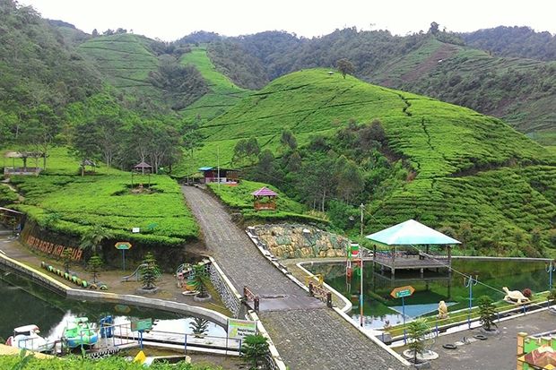Daerah-daerah Penghasil Teh Terbesar di Indonesia