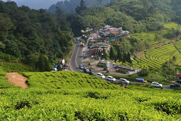 Daerah-daerah Penghasil Teh Terbesar di Indonesia