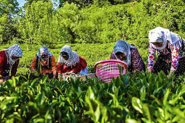 10 Negara Penghasil Teh Terbaik, Apakah Indonesia Masuk?