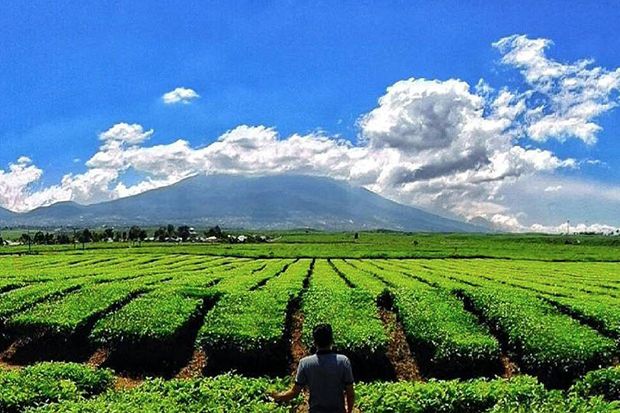 Daerah-daerah Penghasil Teh Terbesar di Indonesia