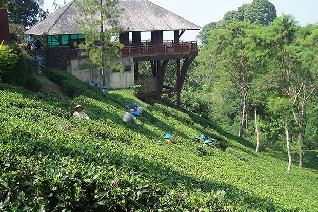 Daerah-daerah Penghasil Teh Terbesar di Indonesia