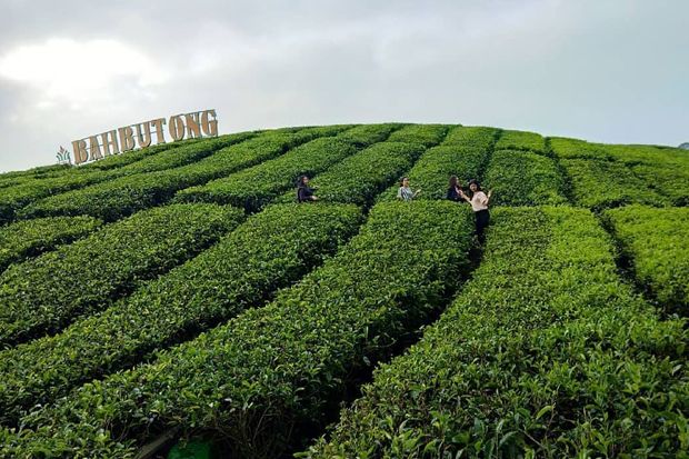 Daerah-daerah Penghasil Teh Terbesar di Indonesia