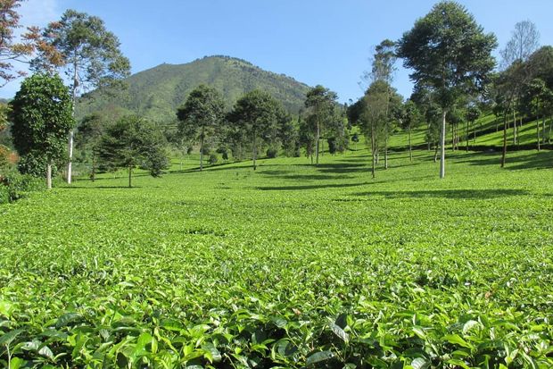 Daerah-daerah Penghasil Teh Terbesar di Indonesia