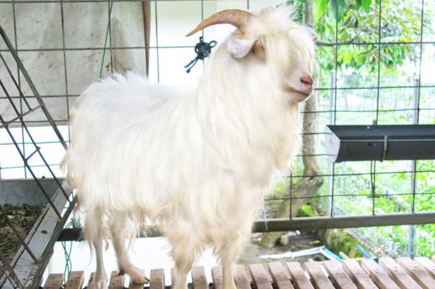 Hewan Asli Indonesia dengan Harga Fantastis