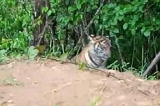 Dua Ekor Harimau Sumatera Teror Warga Kerinci Jambi