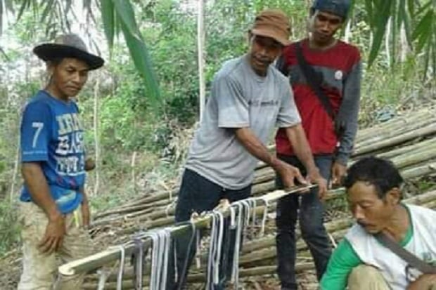 Hii! Warga Pangandaran Temukan 35 Ekor Anak Ular King Kobra