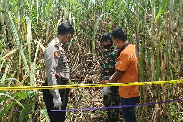 Warga Jombang Geger, Ada Kerangka Manusia di Kebun Tebu