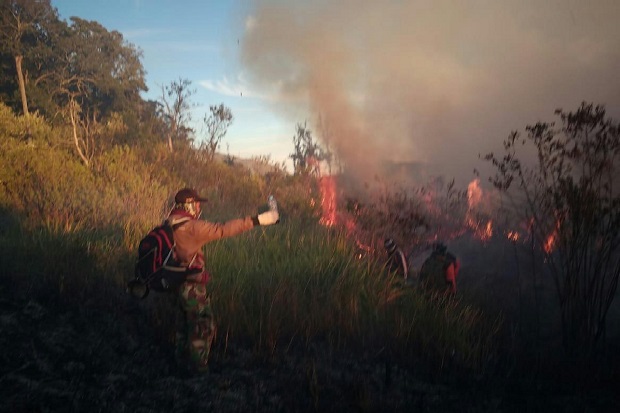 9,5 Hektar Hutan Gunung Welirang di Mojokerto Terbakar