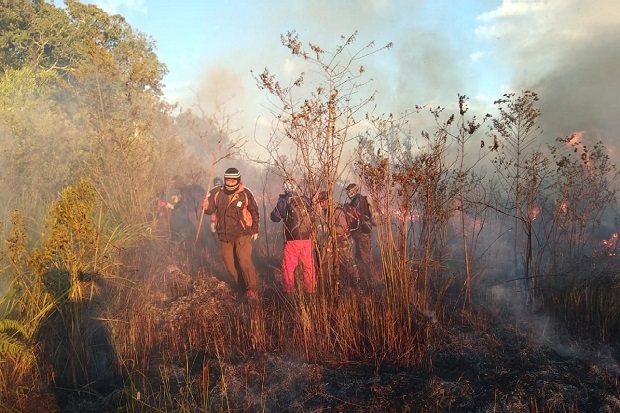 9,5 Hektar Hutan Gunung Welirang di Mojokerto Terbakar