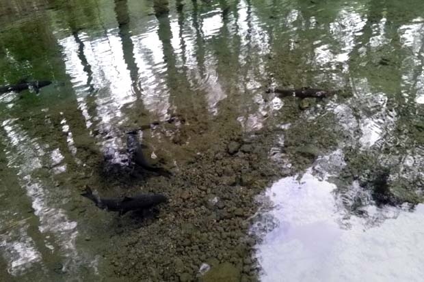 Sepenggal Cerita di Telaga Biru Lereng Gunung Kawi