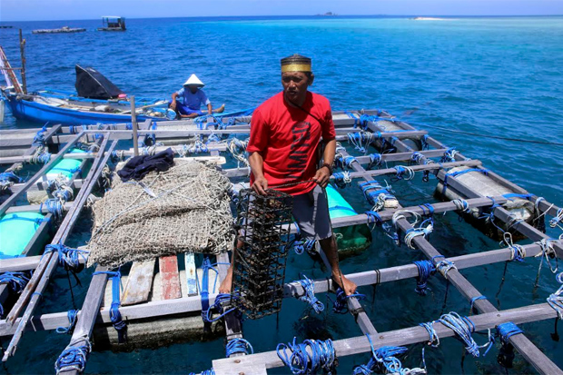 Cerita Foto: Potensi Budidaya Kerang Mutiara di Kepulauan Pangkep