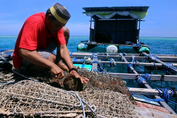 Cerita Foto: Potensi Budidaya Kerang Mutiara di Kepulauan Pangkep