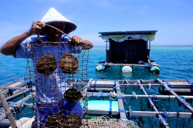 Cerita Foto: Potensi Budidaya Kerang Mutiara di Kepulauan Pangkep