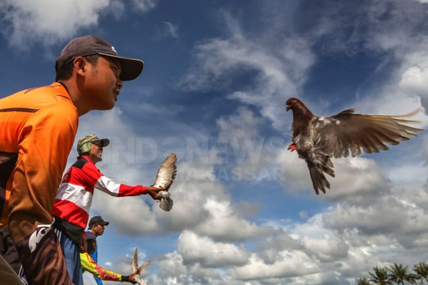 Cerita Foto : Salurkan Hobi dengan Adu Kecepatan Merpati Balap 