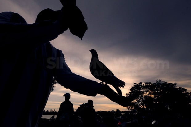 Cerita Foto : Salurkan Hobi dengan Adu Kecepatan Merpati Balap 