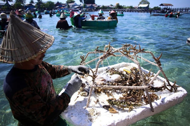 Cerita Foto: Rehabilitasi Terumbu Karang Pulau Bontosua