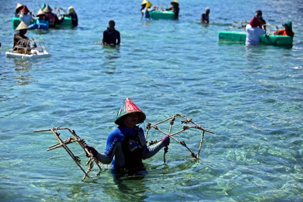 Cerita Foto: Rehabilitasi Terumbu Karang Pulau Bontosua