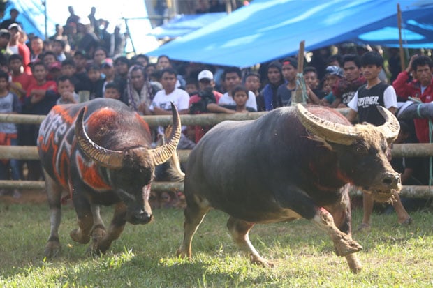 Cerita Foto : Adu Kerbau, Tradisi Rambu Solo di Tana Toraja