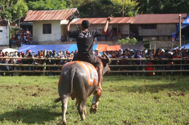 Cerita Foto : Adu Kerbau, Tradisi Rambu Solo di Tana Toraja
