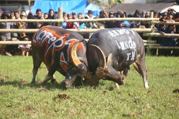 Cerita Foto : Adu Kerbau, Tradisi Rambu Solo di Tana Toraja