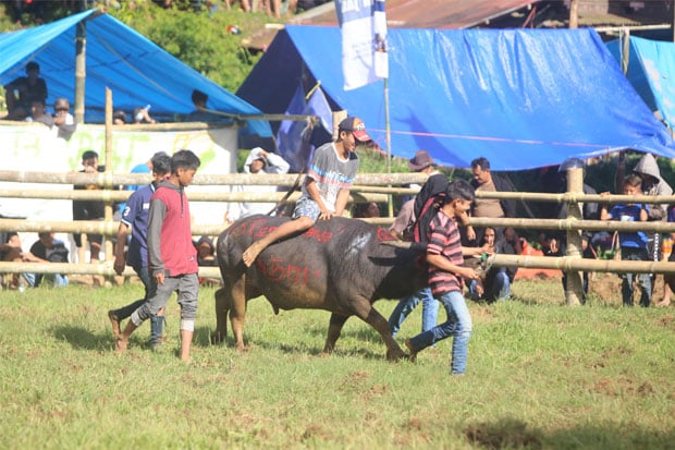 Cerita Foto : Adu Kerbau, Tradisi Rambu Solo di Tana Toraja