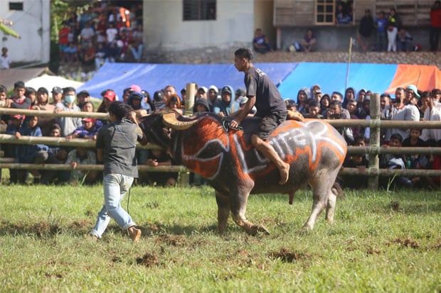 Cerita Foto : Adu Kerbau, Tradisi Rambu Solo di Tana Toraja