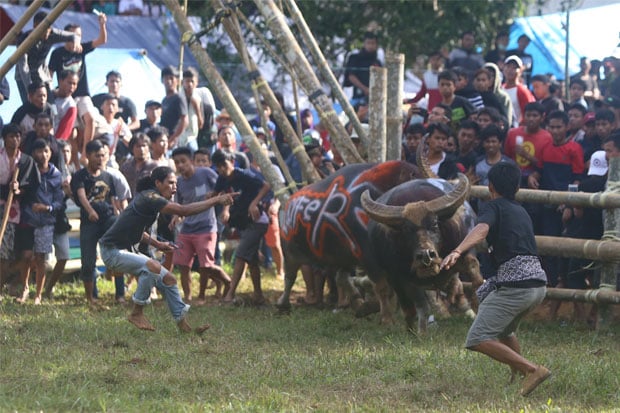 Cerita Foto : Adu Kerbau, Tradisi Rambu Solo di Tana Toraja