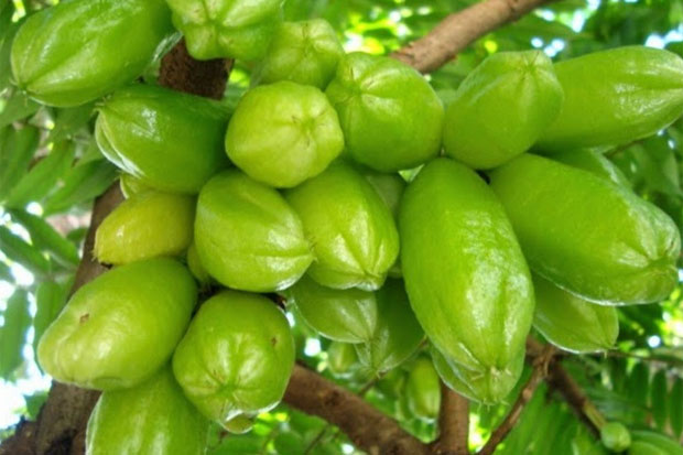 Tolak Ranitidine, Atasi Penyakit Maag dengan Buah Belimbing