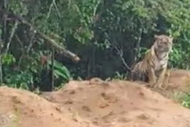 Diteror Dua Ekor Harimau, Warga Kerinci Jambi Takut ke Ladang
